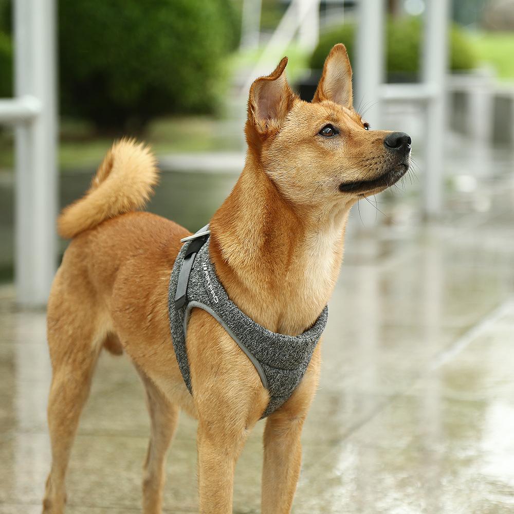 Air Pro Harness