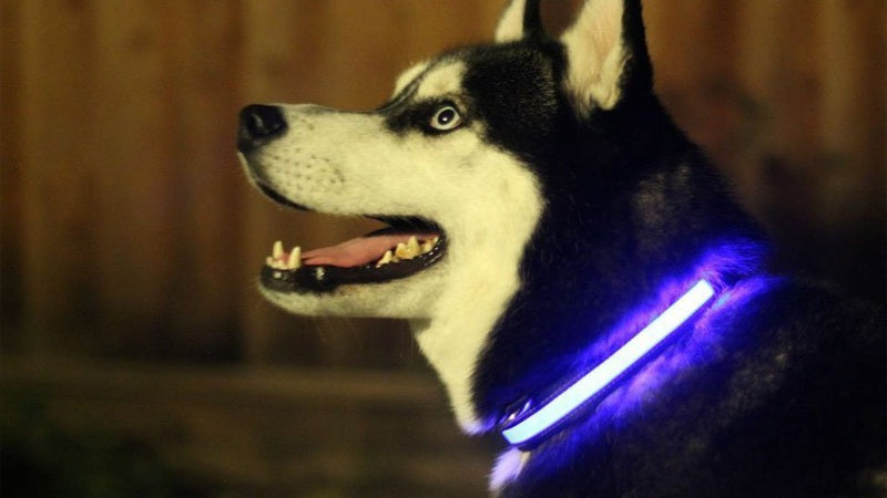 LED Light Up Collar