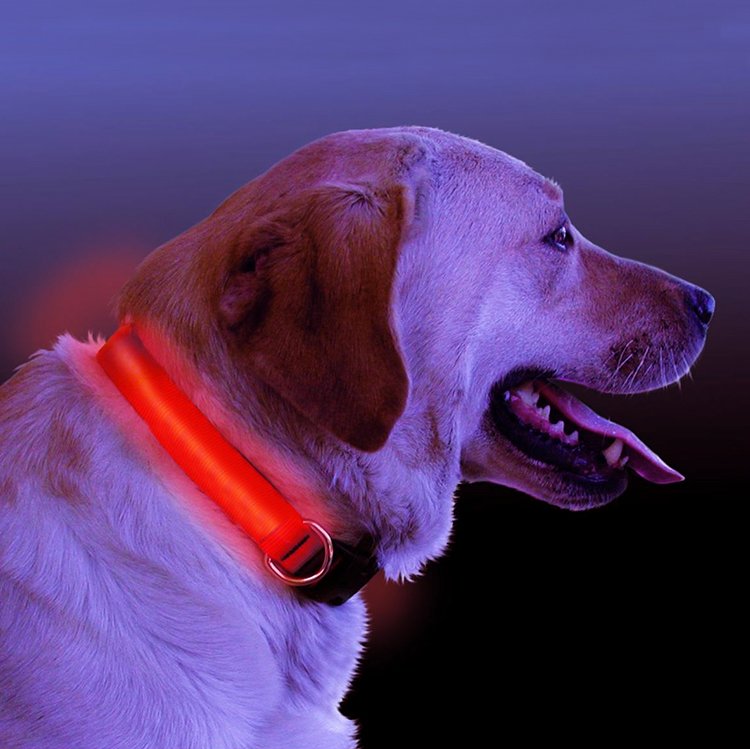 LED Light Up Collar