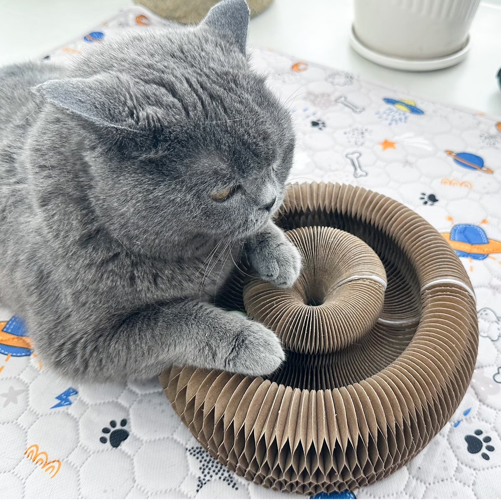 Kitty Kurlz Magic Accordion Cat Scratching Board - Interactive Cat Toy for Bored Indoor Adult Cats, Fun & Durable Cat Toys 2Pack